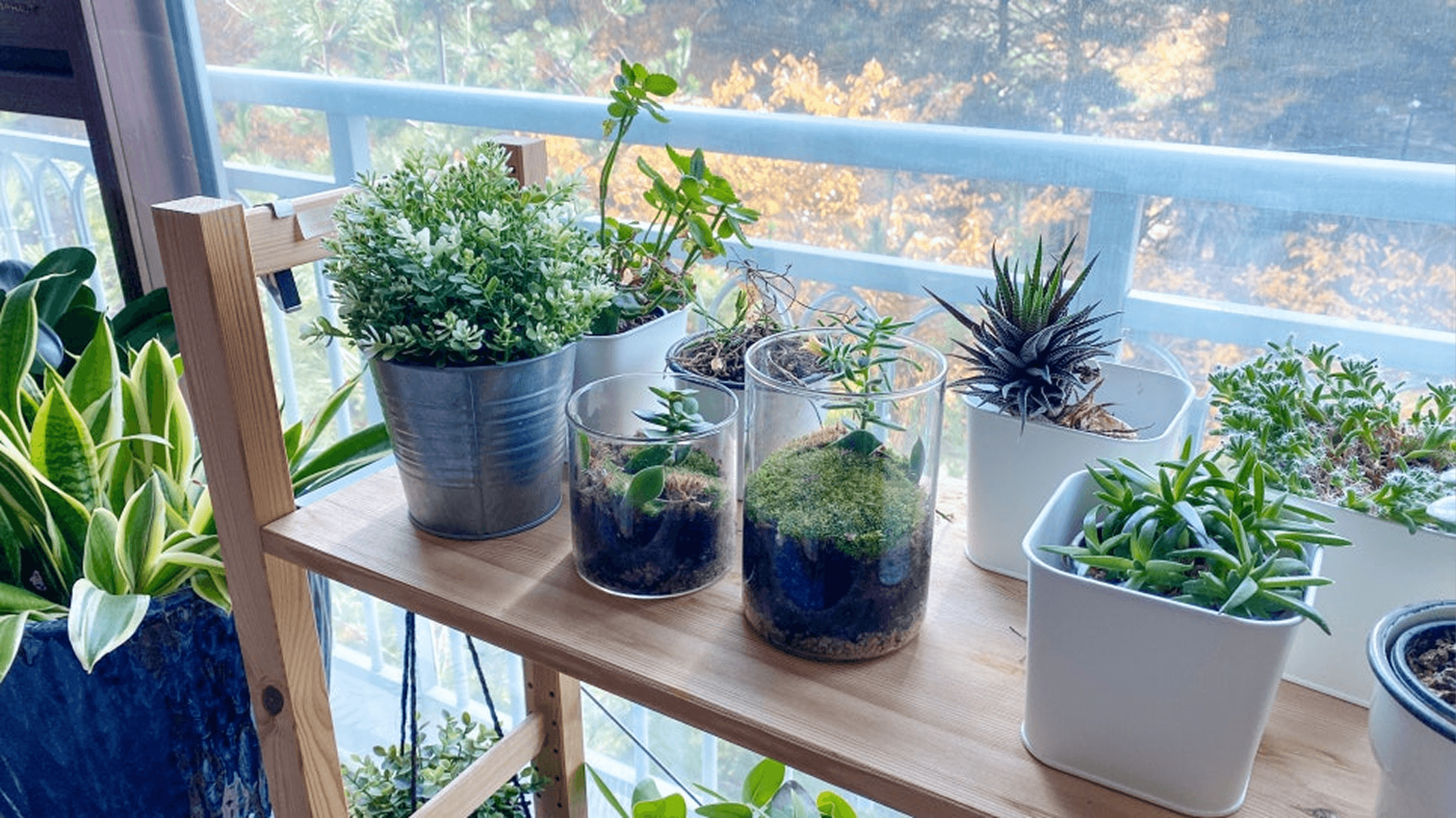 Plants on wooden shelf